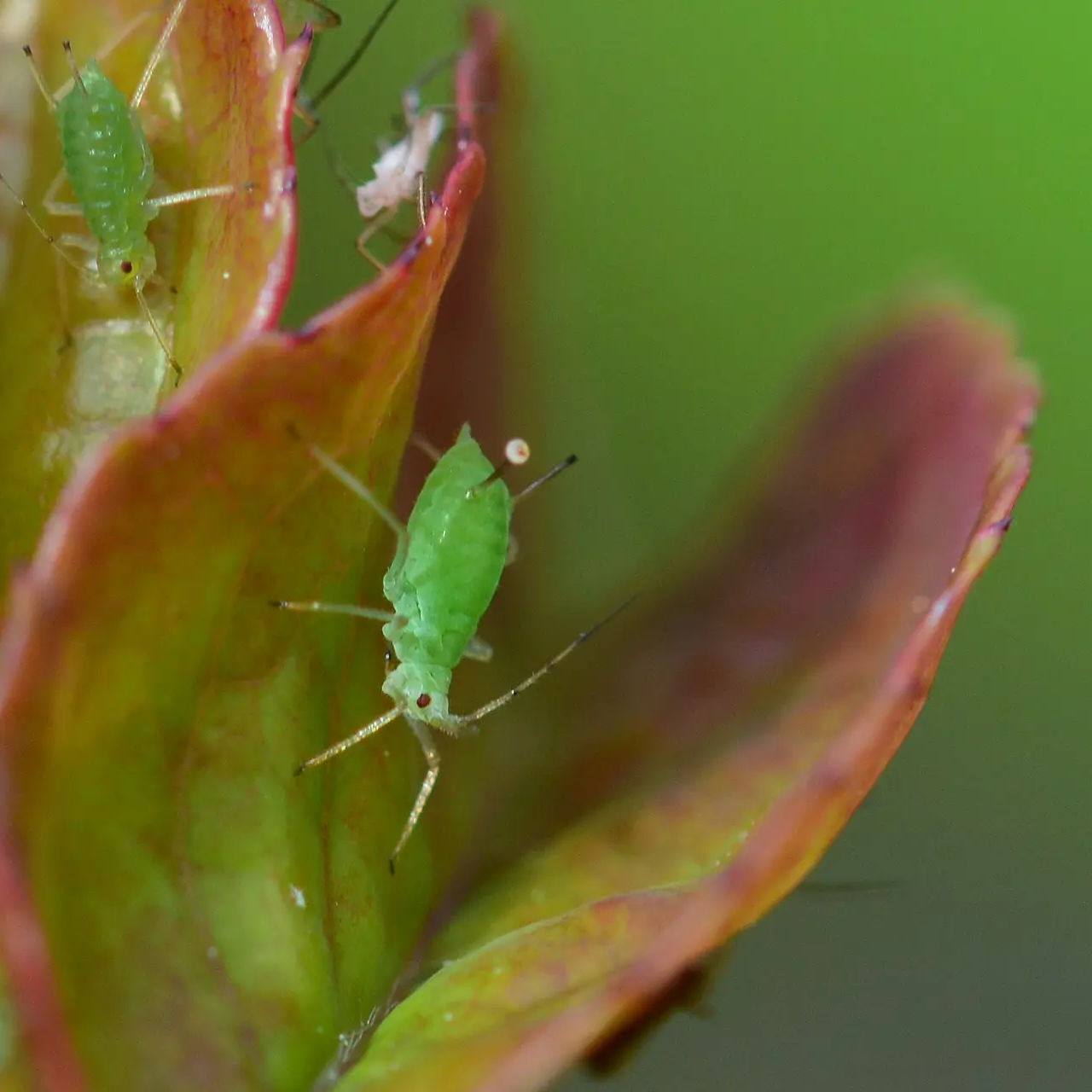 Blattläuse, Blattlausbefall auf Zimmer- oder Gartenpflanze