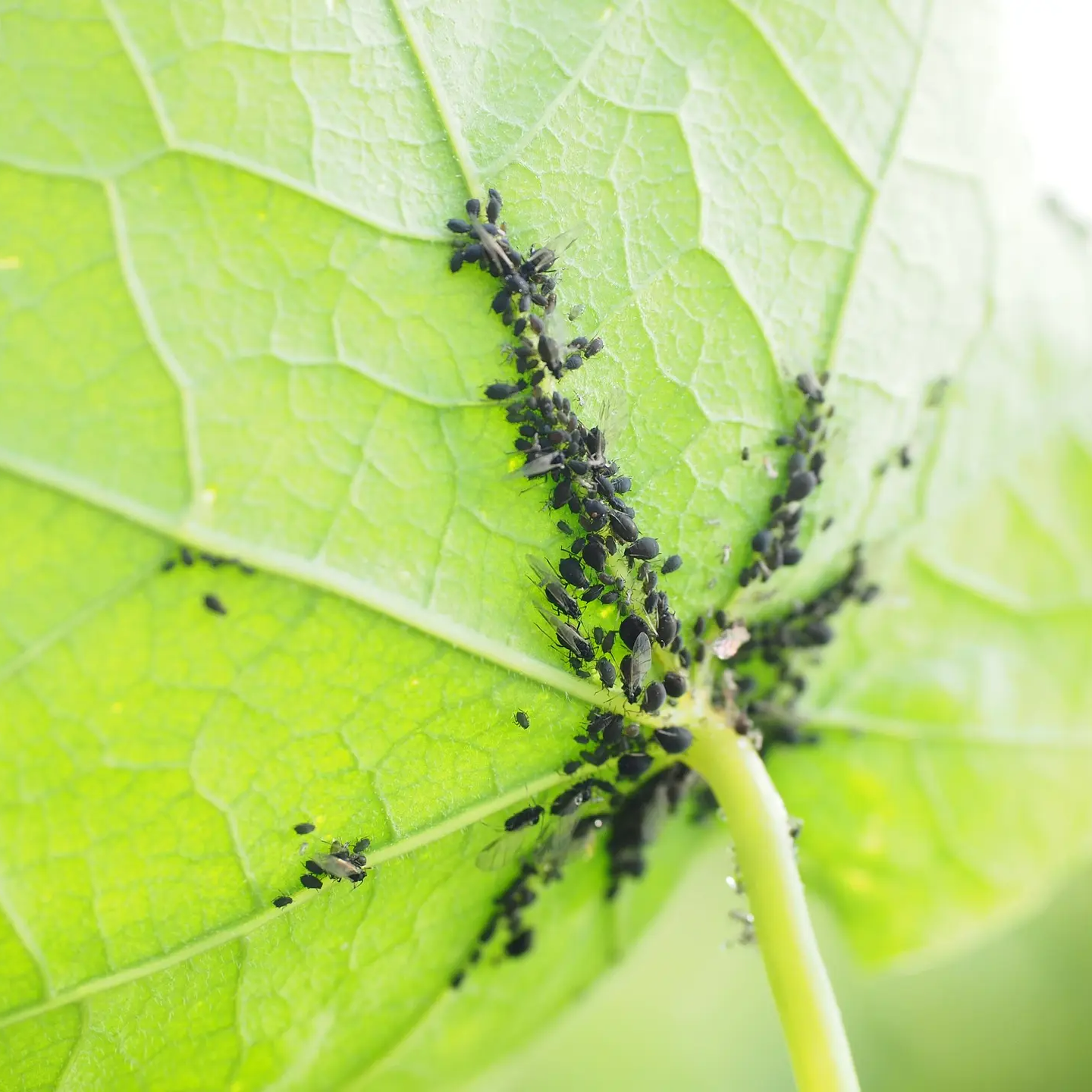 Schwarze Blattläuse an Blattunterseite